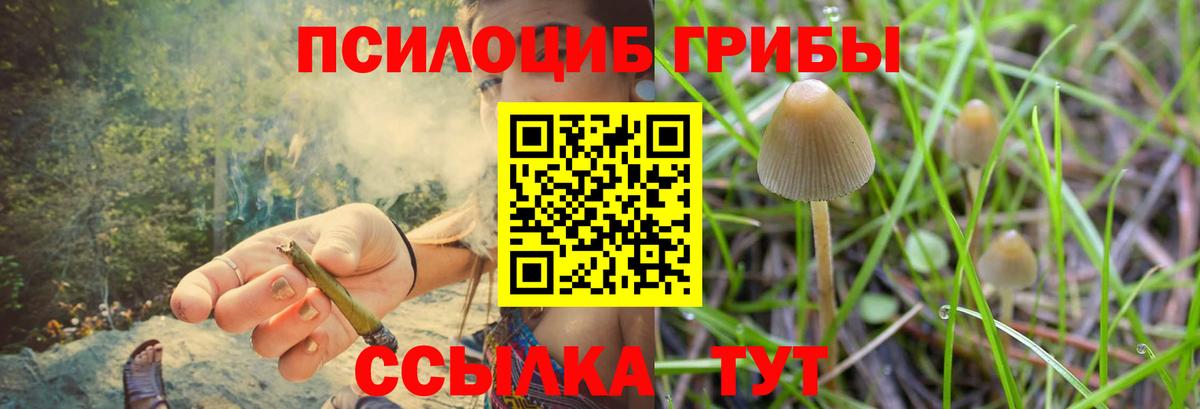 Луга  Псилоцибиновые грибы Psilocybine cubensis  как найти   Вход с VPN 
